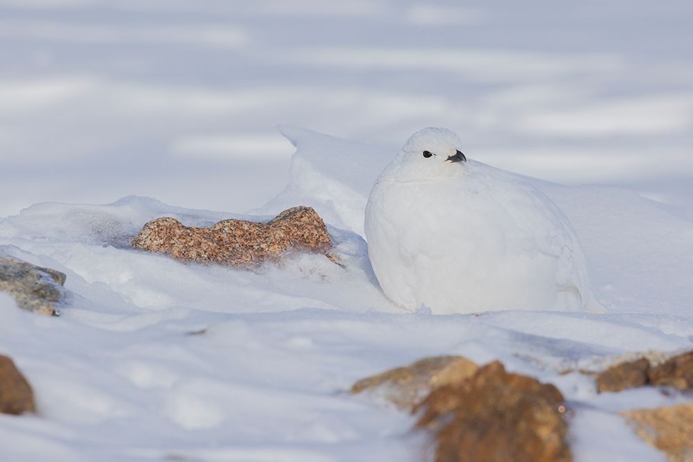 White-tailed ptarmigan-winter plumage